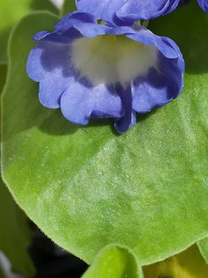 Primrose цвете снимка, отглеждане и поддръжка в дома, сортове и развъждане (иглика) Primrose цвете снимка, отглеждане и поддръжка в дома, сортове и отглеждане