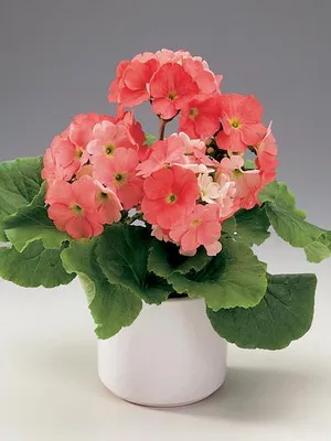 Primrose цвете снимка, отглеждане и поддръжка в дома, сортове и развъждане (иглика) Primrose цвете снимка, отглеждане и поддръжка в дома, сортове и отглеждане