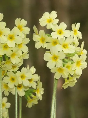Primrose цвете снимка, отглеждане и поддръжка в дома, на разнообразие и възпроизвеждане (цвете) Primrose цвете снимка, отглеждане и поддръжка в дома, сортове и отглеждане