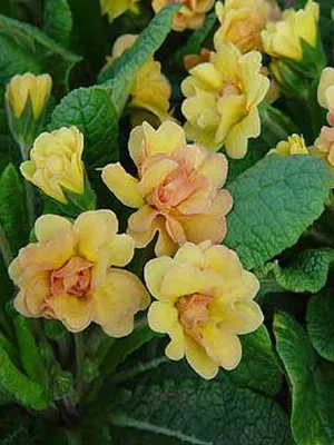 Primrose цвете снимка, отглеждане и поддръжка в дома, сортове и развъждане (иглика) Primrose цвете снимка, отглеждане и поддръжка в дома, сортове и отглеждане