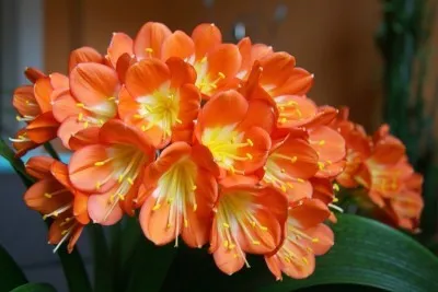 Цвете Clivia грижи у дома, променя и възпроизвеждане (грижи) Цвете Clivia грижи у дома, промяна и размножаване