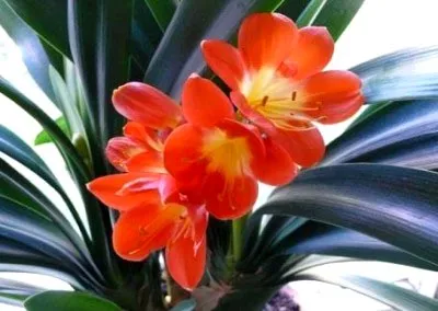 Цвете Clivia грижи у дома, променя и възпроизвеждане (вътрешен) Цвете Clivia грижи у дома, промяна и размножаване