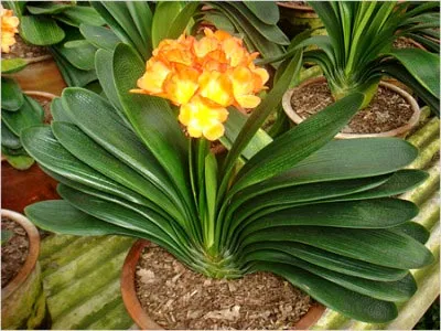 Цвете Clivia грижи у дома, променя и възпроизвеждане (вътрешен) Цвете Clivia грижи у дома, промяна и размножаване