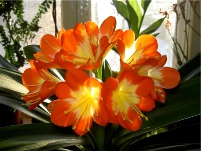 Цвете Clivia грижи у дома, променя и възпроизвеждане (Clivia) Цвете Clivia грижи у дома, промяна и размножаване
