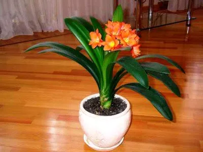Цвете Clivia грижи у дома, променя и възпроизвеждане (Clivia) Цвете Clivia грижи у дома, промяна и размножаване