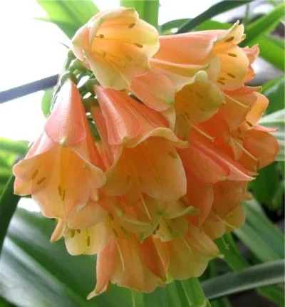 Цвете Clivia грижи у дома, променя и възпроизвеждане (цвете) Цвете Clivia грижи у дома, промяна и размножаване