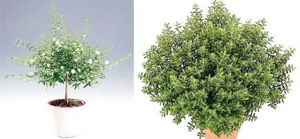 мирта цвете