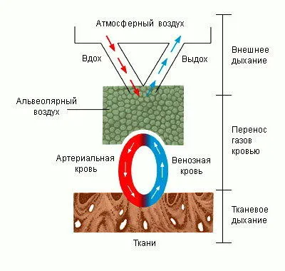 Дишането (физиология), енциклопедия