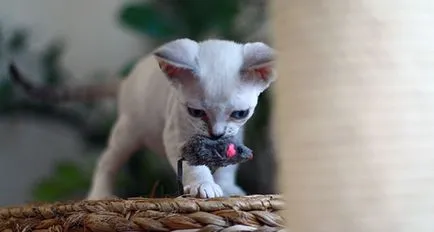 Devon Rex - снимки, описание, природа, съдържание, купуват