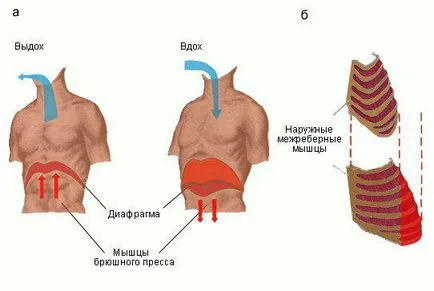 Дишането (физиология), енциклопедия