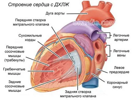 Допълнителна акорд на лявата камера води, видове, симптоми и лечение