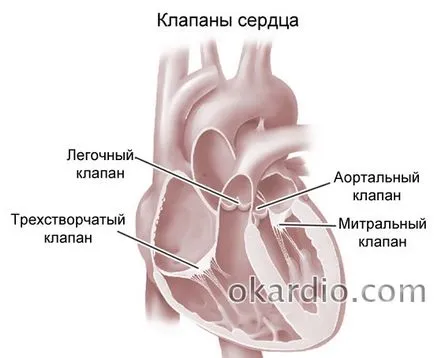 Допълнителна акорд на лявата камера води, видове, симптоми и лечение