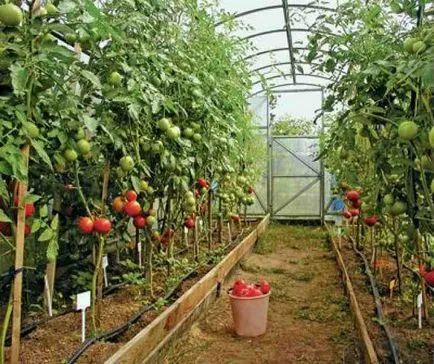 Ефективна обработка на поликарбонатни оранжерии през есента на Phytophthora, белокрилки, акарите и