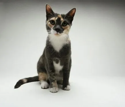 Обучение котки у дома