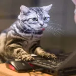 Бекграунд, шапки, аватари за Twitter