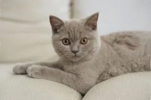 Снимки на британските котки от различни цветове (синьо, мрамор и др
