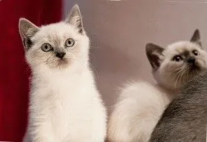 Снимки на британските котки от различни цветове (синьо, мрамор и др