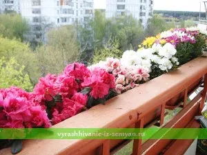 Дръмонд Флокс! Отглеждане от семена (видео)