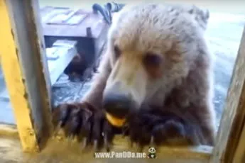 Той е шок, тъй като лекарят прави инжекции дечица!