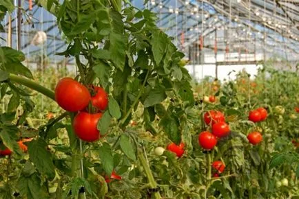 Края на бич на домати като бой