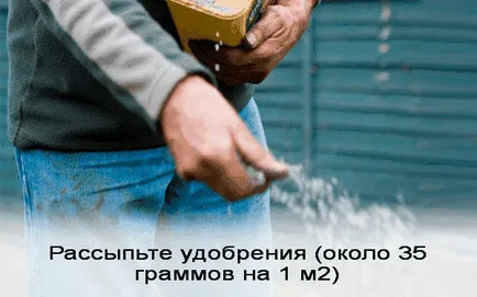 Косене на трева със собствените си ръце от снимките и видеоклиповете всичко за ремонт (морава със собствените си ръце) Косене на трева със собствените си ръце от снимките и видеоклиповете всичко за ремонт