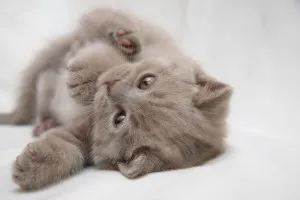 Как да даде име на котето