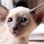 Кръшни сиамски котки (35 снимки) (забавно видео котка) Кръшни сиамски котки (35 снимки)