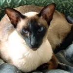 Кръшни сиамски котки (35 снимки) (снимки на котки) Кръшни сиамски котки (35 снимки)