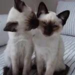 Кръшни сиамски котки (35 снимки) (снимки) Кръшни сиамски котки (35 снимки)