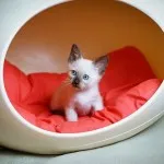 Кръшни сиамски котки (35 снимки) (снимки на котки) Кръшни сиамски котки (35 снимки)