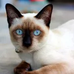 Кръшни сиамски котки (35 снимки) (котки) Кръшни сиамски котки (35 снимки)