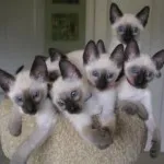 Кръшни сиамски котки (35 снимки) (Коте) Кръшни сиамски котки (35 снимки)