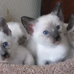 Кръшни сиамски котки (35 снимки) (котенца) Кръшни сиамски котки (35 снимки)