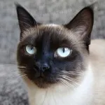 Кръшни сиамски котки (35 снимки) (сиамски) Кръшни сиамски котки (35 снимки)