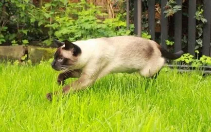 Кръшни сиамски котки (35 снимки) (забавно видео котка) Кръшни сиамски котки (35 снимки)
