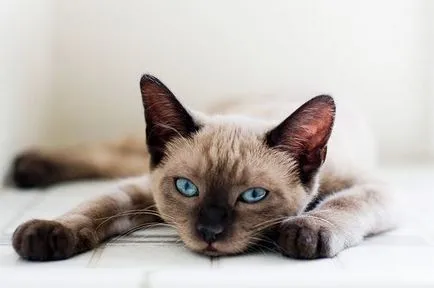 Кръшни сиамски котки (35 снимки) (котенца) Кръшни сиамски котки (35 снимки)