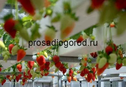 Хидропоника за ягоди с ръцете си в метод разтвор на нарастващата без субстрат, видео и снимки (метод) Хидропоника за ягоди с ръцете си в метод разтвор на нарастващата без субстрат, видео и снимки