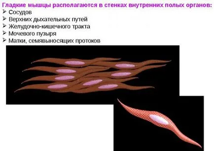 Функцията хормон глюкагон, който генерира, инструкции за употреба