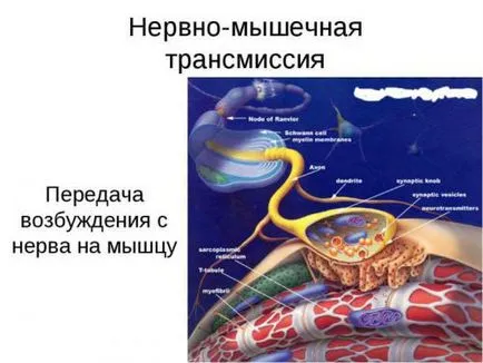 Хипертонични на мускулите на гърба и шията, лицето, дъвкателните мускули при възрастни и деца