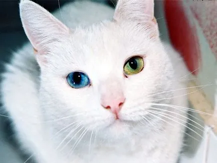 котешки очи