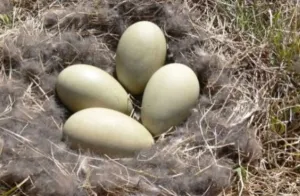 Инкубация на патешки яйца маса режим определен процес