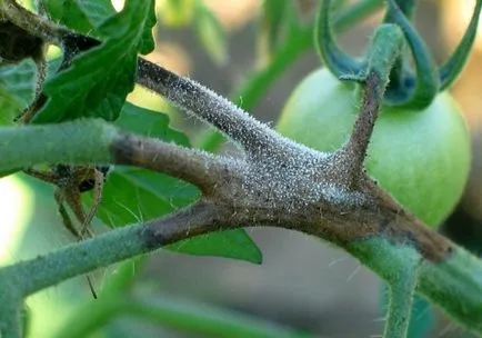 Как да се борим Phytophthora на домати