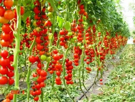 Как да се борим Phytophthora на домати