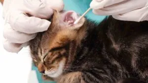 Както почистване на ушите си котка у дома (котка) Както почистване на ушите си котка у дома