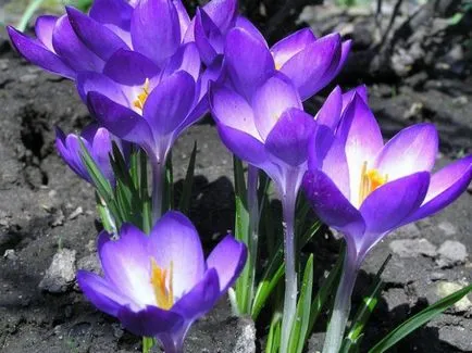 Какви промени са настъпили в дивата природа март (Nature) Какви промени са настъпили в дивата природа март