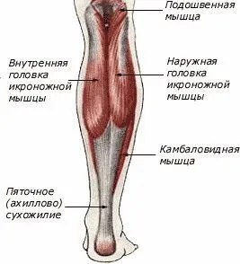 Как да се изгради телета у нас и фитнес упражнения система за телето