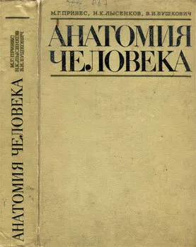 Както учи човешката анатомия