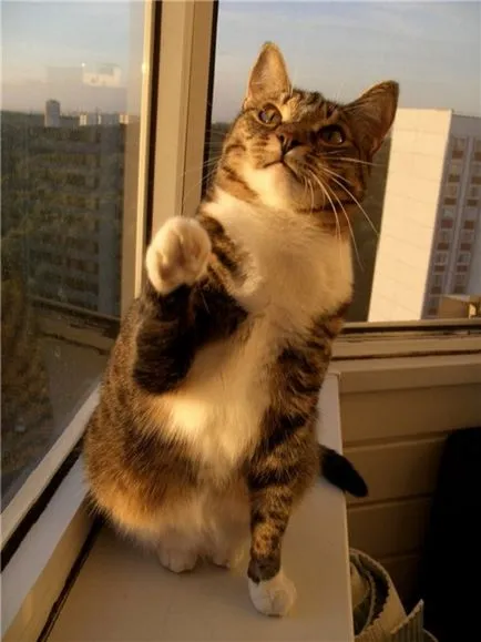 Как да научим котката си трикове