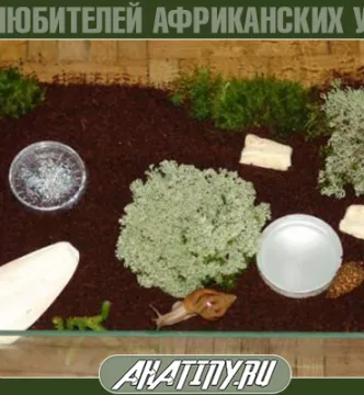 Как да се оборудва или терариум контейнер охлюв Achatina (охлюви) Как да се оборудва или терариум контейнер охлюв Achatina