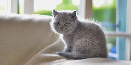 Как да даде име на коте момче и едно момиче на черно, сиво и бяло